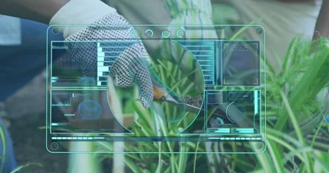 Gloved hand entering bed placing shears pruning striped leaf while HUD tracing Stock Footage 330003582