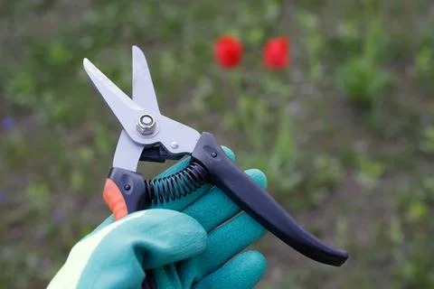 Gloved hand extends a pair of pruning shears against a backdrop of blurred .. Stockfoto's