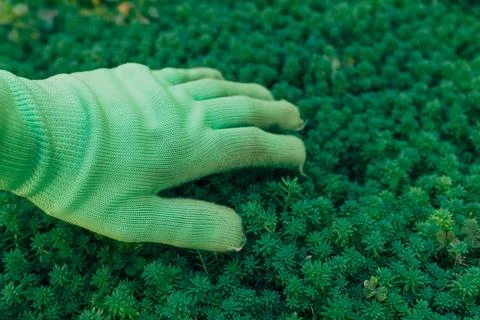 Gloved hand gently resting on lush green groundcover, concept of gardening,.. Fotos Stock
