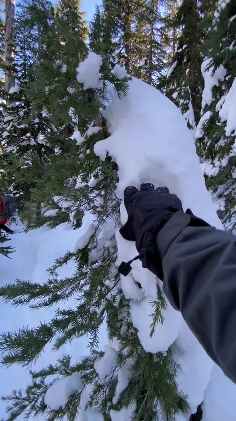 Gloved hand grabbing snow off tree. Stock Footage