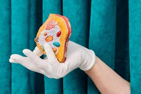 Gloved hand holding anatomical cross section model of female breast. Mammol.. Stock Photos