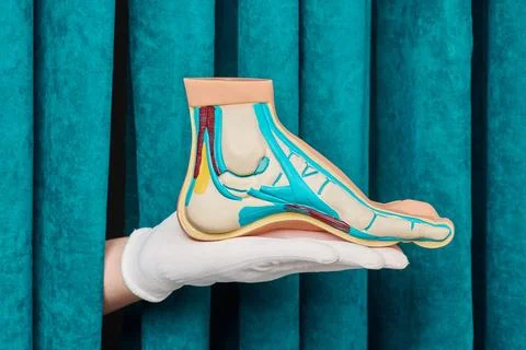 Gloved hand holding anatomical section model of human foot bones and planta.. Stock Photos