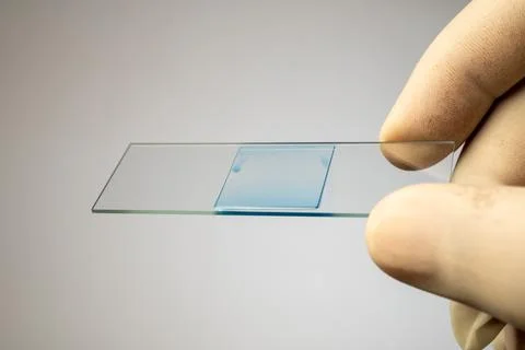 Gloved hand holding a microscope slide with a prepared blue-stained sample Stock Photos