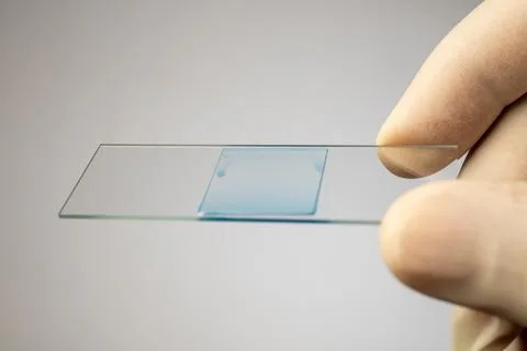 Gloved hand holding a microscope slide with a prepared blue-stained sample 스톡 사진