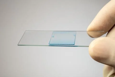 Gloved hand holding a microscope slide with a prepared blue-stained sample 스톡 사진