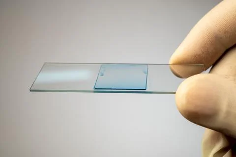 Gloved hand holding a microscope slide with a prepared blue-stained sample Stock Photos