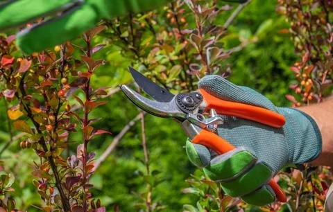 Gloved hand holding pruning shears beside leafy branches Stock Photos