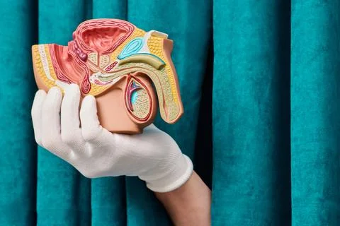 Gloved hand holding sagittal section model of male reproductive and urinary.. Stock Photos