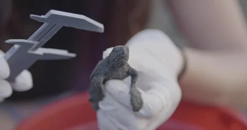 Gloved hand holding a small turtle with calipers, measuring, close-up Stock Footage 263918355