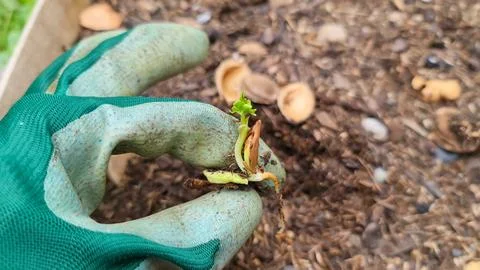 Gloved Hand Holding Sprouting Seedling with Shell Fotos de archivo