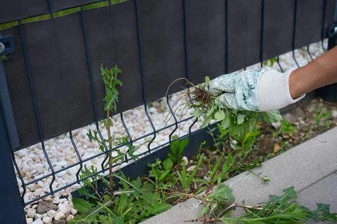 Gloved hand holds pulled weeds with roots while removing unwanted plants Stock Photos