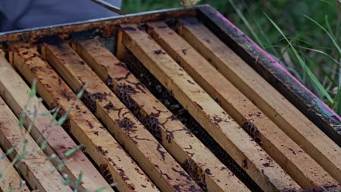 Gloved hand lifting frame from open beehive Stock Footage 345089093