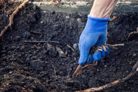 Gloved hand of a man pulling up a root Stock Photos