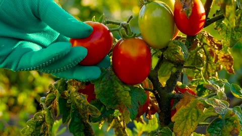 A gloved hand picks up and twists, looking to see if the tomato is ripe on the Stock Footage 307168143