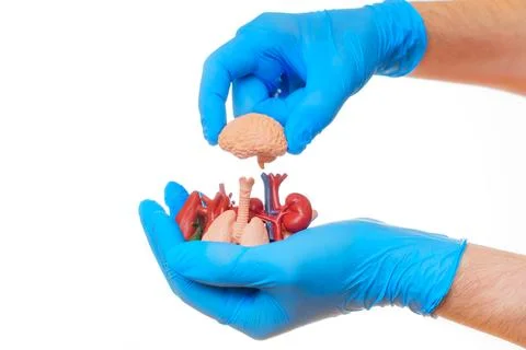 Gloved Hand Placing Brain Model Among Organs 스톡 사진