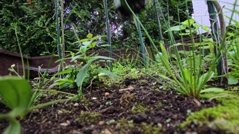 Gloved Hand Pulling Weeds from a Raised Garden Bed in Overcast Light Stock Footage 346034200
