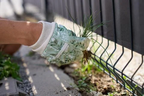 Gloved hand pulls clump of weeds with roots beside garden fence Stock Photos
