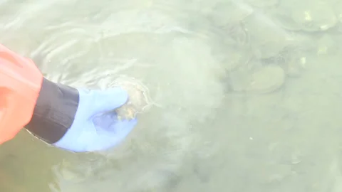 A gloved hand pulls a fresh oyster from the water Stock Footage 233207071