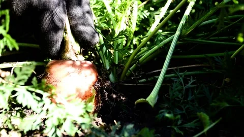 A gloved hand pulls ripe carrots out of the ground, close-up of carrot Stock Footage 170638797