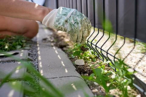 Gloved hand pulls small weed with its roots beside garden fence Stock Photos
