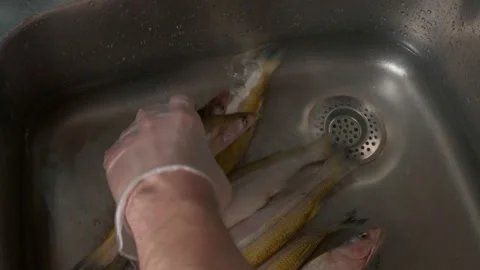 A gloved hand puts a stickleback into the iron sink one by one Stock Footage 150867957