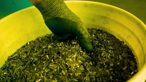 Gloved hand scooping shredded recycled plastic from a white bucket Stock-Footage 342905911