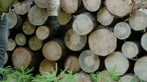 A gloved hand touching and adjusting a stack of pine logs in the forest Stock Footage 140249768