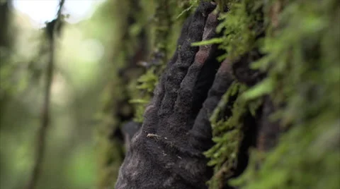 Gloved hand touching mossy tree trunk in the forest. Stock Footage 50012499