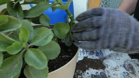 Gloved hands add a handful of soil to the pot of the plant. Vídeos de archivo 161301821
