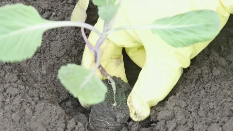 Gloved hands are planting cabbage seedlings in black soil, close-up Видео 237867486