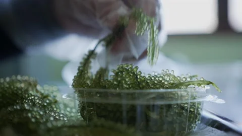 Gloved hands arranging green sea grapes in clear food container Stock Footage 339529975