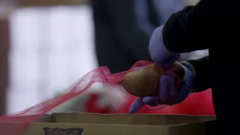 Gloved hands bagging potatoes for a charity donation food bank Stock Footage 130993955
