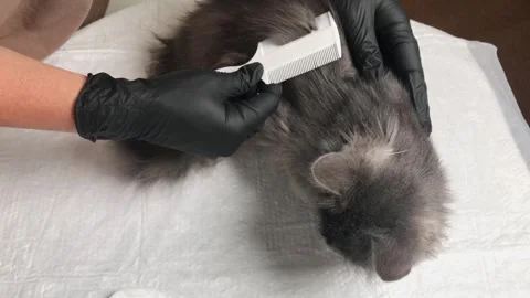 Gloved hands carefully comb through a fluffy grey cat's fur to check for fleas Stock Footage 341937118