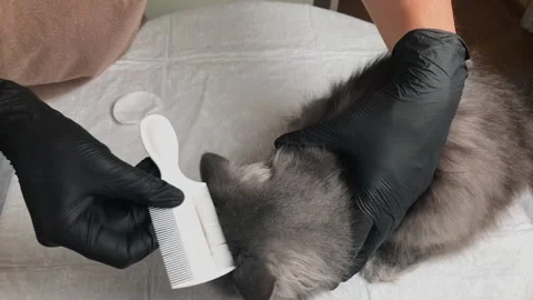 Gloved hands carefully comb through a fluffy grey cat's fur to check for fleas Stock Footage 341937145