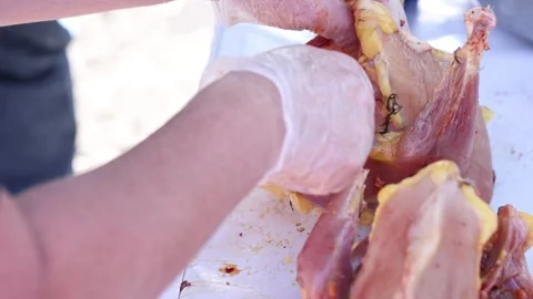 Gloved hands cleaning the inside of a chicken carcass being butchered Stock Footage 247994235