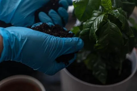 Gloved Hands Cupping Soil Beside Glossy Coffee Plant Leaves Stock Photos