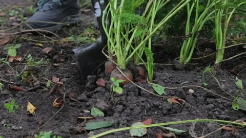 Gloved hands dig out the carrot crop with a shovel. Stock Footage 143399780