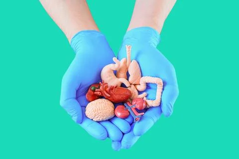 Gloved Hands Display Anatomical Models of Human Organs 스톡 사진