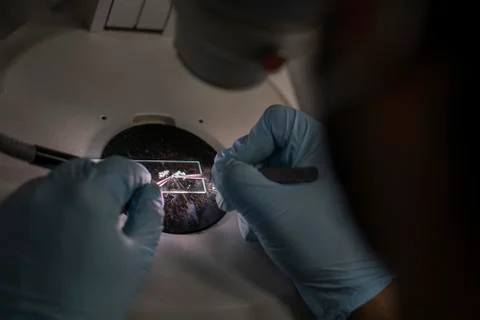 Gloved hands dissecting research sample Stock Photos