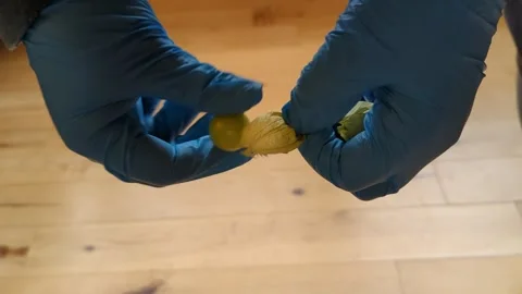 Gloved hands doing kitchen work Stock Footage 294260624