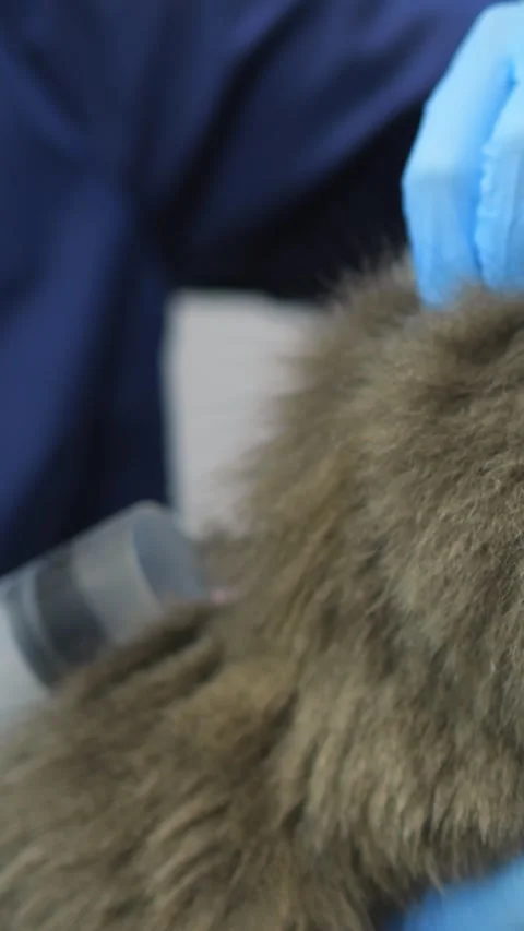 Gloved hands examining fluffy gray cat, closeup of veterinary nurse gently Stock-Footage 344720341