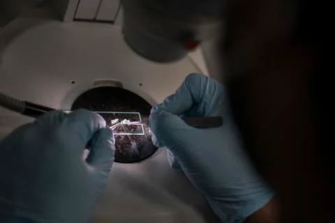 Gloved hands extracting research sample Foto stock
