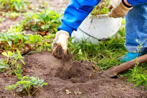 Gloved hands of a farmer weed strawberry bushes and weed from the soil in the Stock Photos