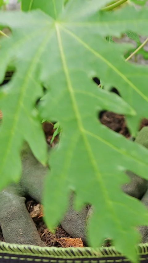 Gloved Hands Firm Soil Around a Young Papaya Plant in a Fabric Grow Bag, Support Vídeos de archivo 345593112