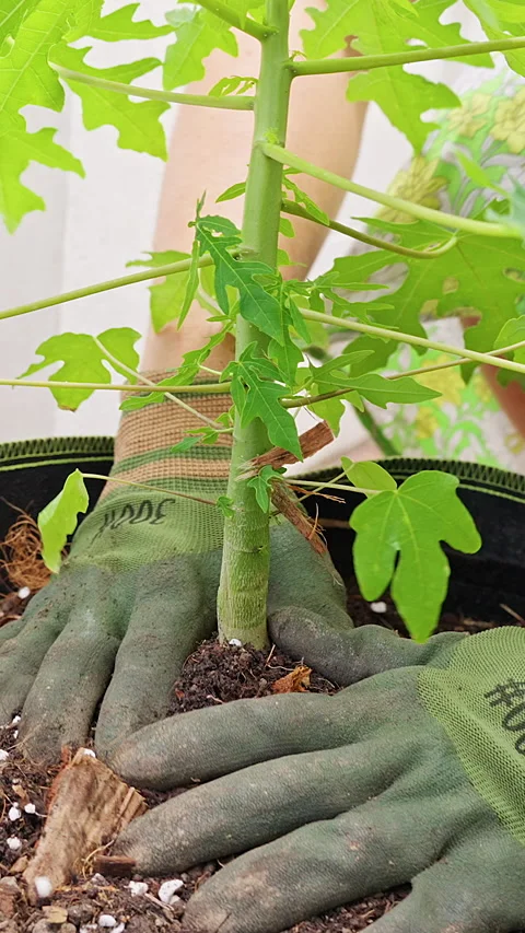 Gloved Hands Firm Soil Around a Young Papaya Plant in a Fabric Grow Bag, Support Vídeos de archivo 345599407