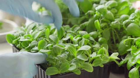 Gloved hands of a gardener touching sprouts of microgreen close up Stock Footage 146387431