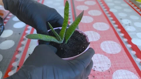 Gloved hands gently firming soil around a Gasteria succulent in a decorativ.. Stock Footage 346271511