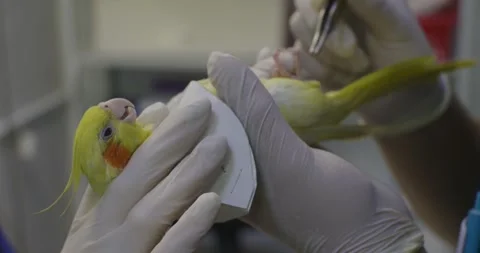 Gloved hands gently hold a small yellow-orange parrot while a veterinarian Stock Footage 312579196