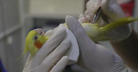 Gloved hands gently hold a small yellow-orange parrot while a veterinarian Stock Photos