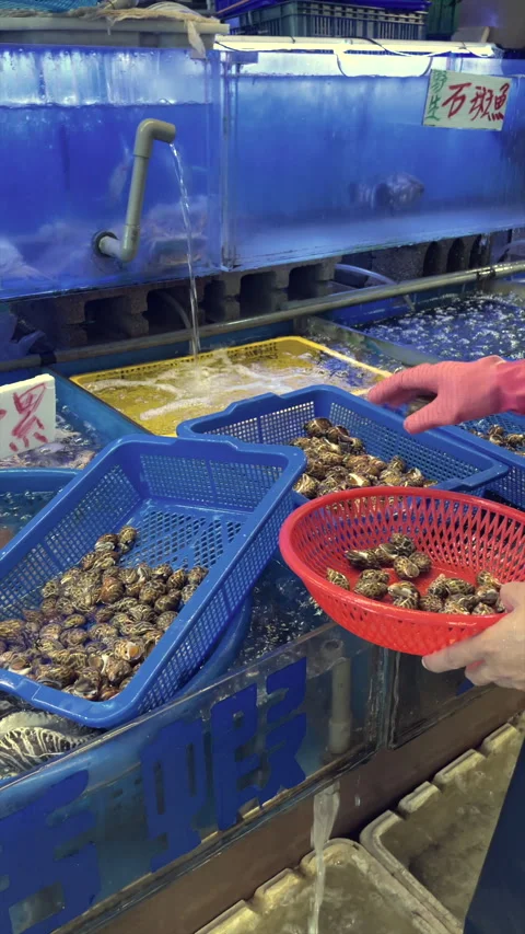Gloved Hands Handling Live Sea Snails In Plastic Baskets Stock Footage 344231608